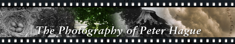 The Photography of Peter Hague – nature